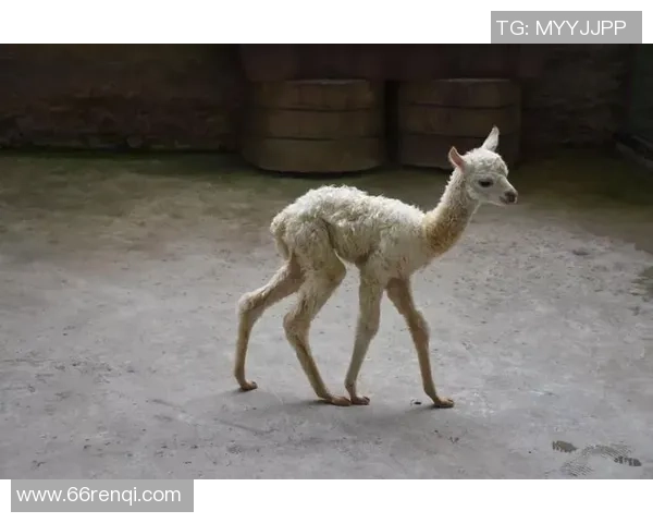 羊驼足球热潮席卷全球小动物如何成为运动新星的传奇故事